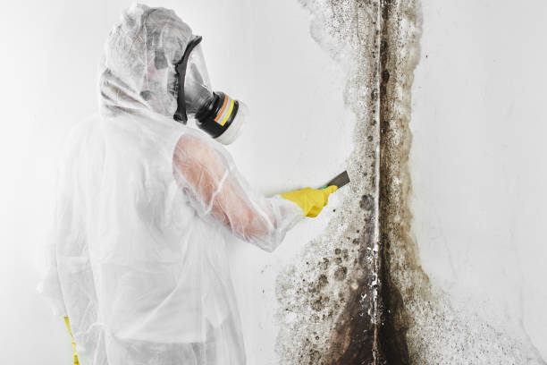 Best Mold Testing  in Clinton, WI