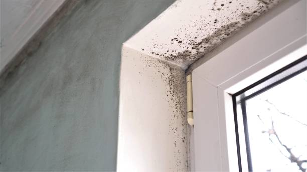 Best Emergency Mold Removal  in Clinton, WI