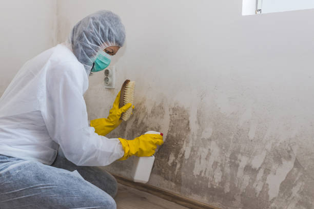 Best Attic Mold Removal  in Clinton, WI