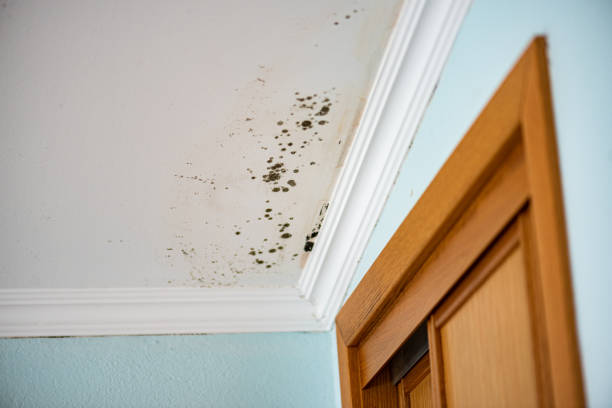 Best Commercial Mold Removal  in Clinton, WI