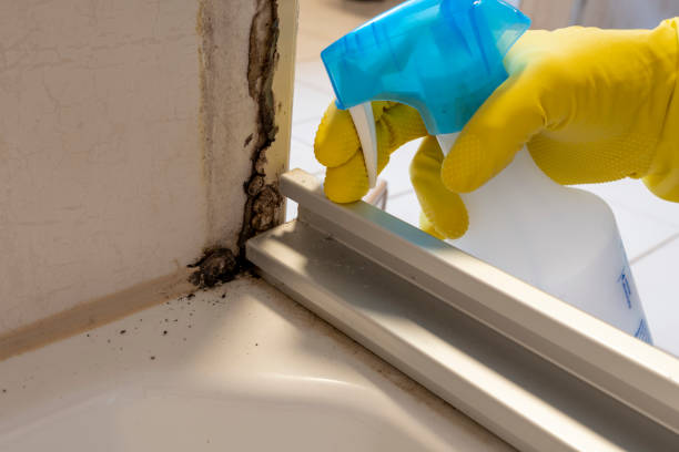 Best Best Mold Removal Companies  in Clinton, WI