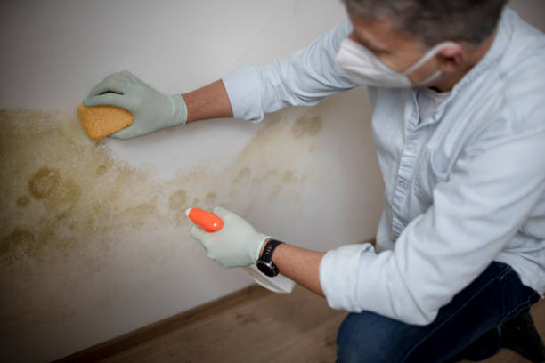 Best Residential Mold Removal  in Clinton, WI