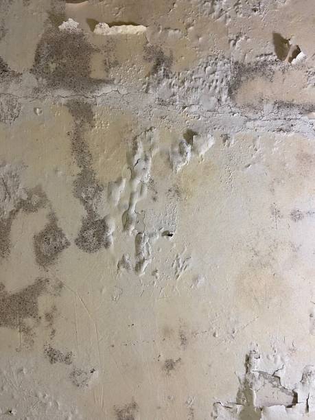 Best Crawl Space Mold Removal  in Clinton, WI