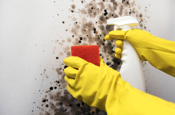 Best Home Mold Removal  in Clinton, WI