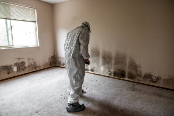 Best Mold Remediation Experts  in Clinton, WI