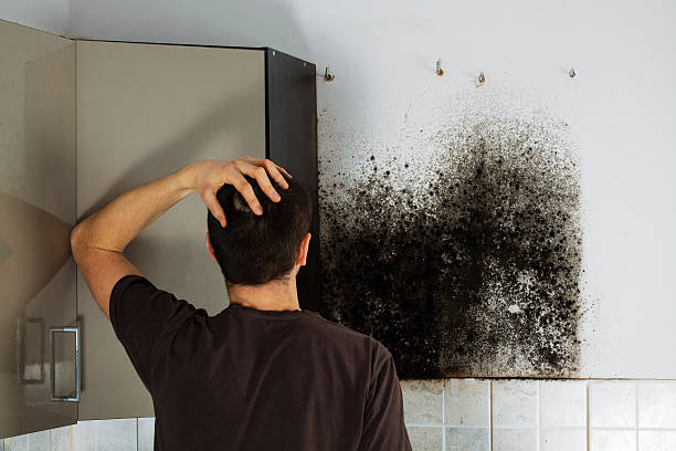 Professional Mold Removal in Clinton, WI