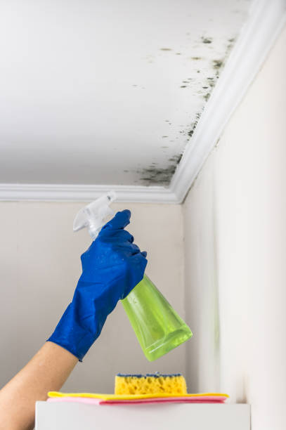 Best Mold Damage Repair  in Clinton, WI